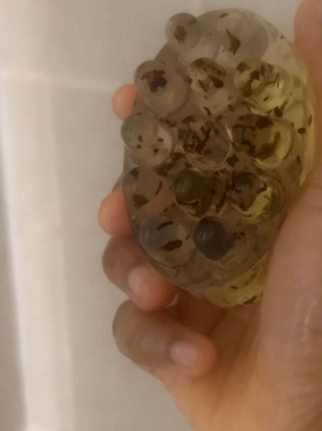 Green tea and Rice Water Exfoliating Bar